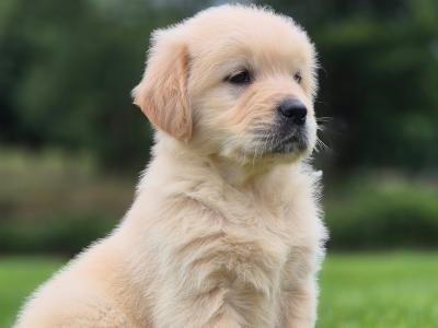 Golden Retriever pups in Limerick