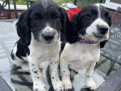 Beautiful Litter of PB Springer Spaniel pups in Galway