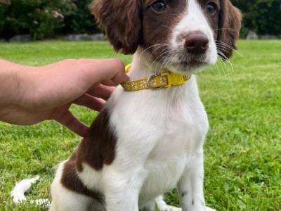 Beautiful Litter of PB Springer Spaniel pups in Galway