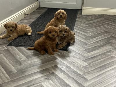 Champion health checked Cavapoo puppies 🐶