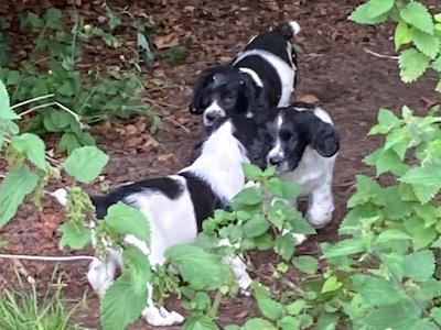 IKC Registered English Springer Spaniel puppies in Limerick