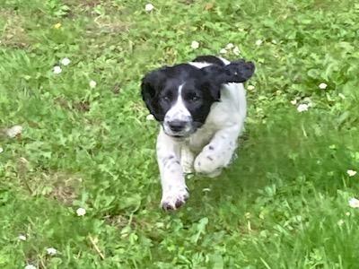 IKC Registered English Springer Spaniel puppies in Limerick