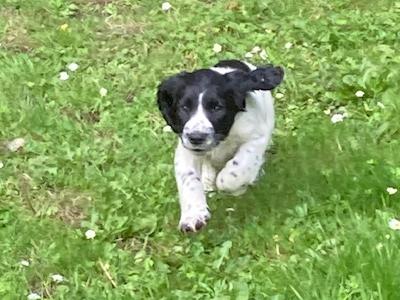 IKC Registered English Springer Spaniel 11 weeks