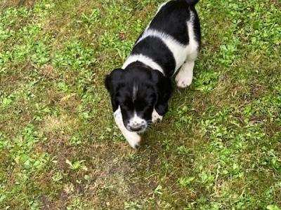 IKC Registered English Springer Spaniel puppies in Limerick