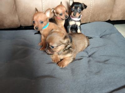 Adorable Chihuahua puppies for sale Watsapp Me on 0858117254