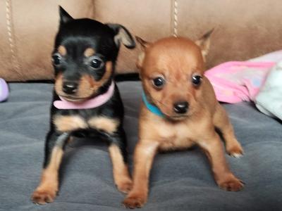 Adorable Chihuahua puppies for sale in Galway. WhatsApp me on 0858117254