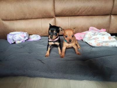 Adorable Chihuahua puppies for sale Watsapp Me on 0858117254