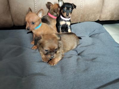 Adorable Chihuahua puppies for sale Watsapp Me on 0858117254
