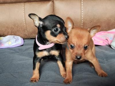 Adorable Chihuahua puppies for sale Watsapp Me on 0858117254