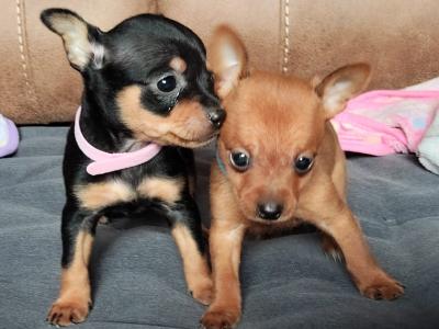Adorable Chihuahua puppies for sale in Galway. WhatsApp me on 0858117254