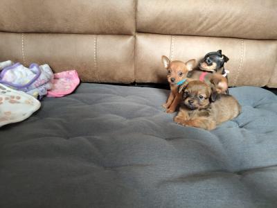 Adorable Chihuahua puppies for sale Watsapp Me on 0858117254