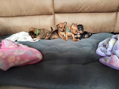 Adorable Chihuahua puppies for sale Watsapp Me on 0858117254