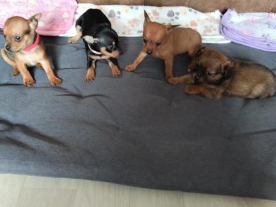 Adorable Chihuahua puppies for sale Watsapp Me on 0858117254