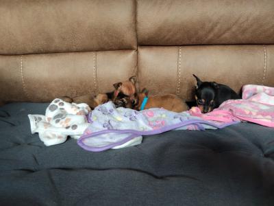 Adorable Chihuahua puppies for sale Watsapp Me on 0858117254