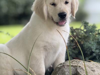 IKC Registered Golden Retriever puppies in Wexford. Health Tested Parents - 087 1172 514