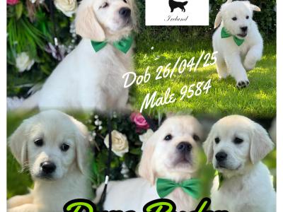 IKC Registered Golden Retriever puppies in Wexford. Health Tested Parents - 087 1172 514
