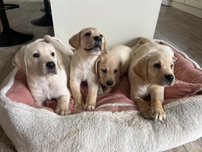 Gorgeous chunky beautiful Labrador puppies