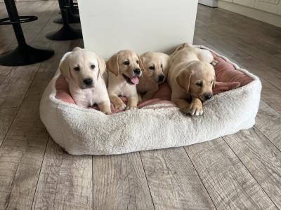 Gorgeous chunky beautiful Labrador puppies