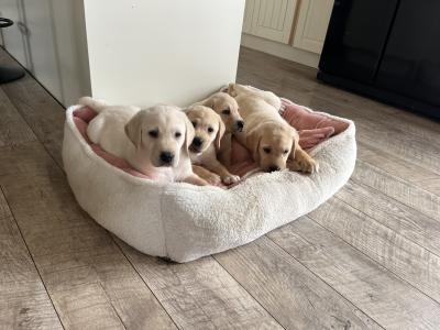 Gorgeous chunky beautiful Labrador puppies