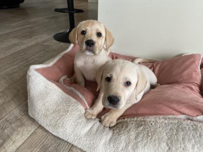 Gorgeous chunky beautiful Labrador puppies