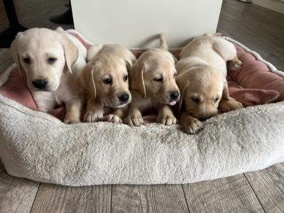 Gorgeous chunky beautiful Labrador puppies