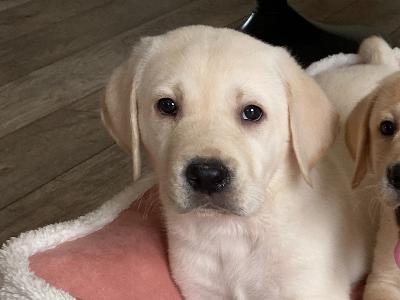 Gorgeous chunky beautiful Labrador puppies in Laois