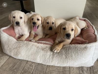 Gorgeous chunky beautiful Labrador puppies