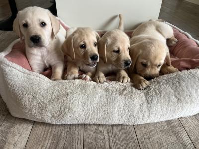 Gorgeous chunky beautiful Labrador puppies