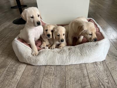 Gorgeous chunky beautiful Labrador puppies