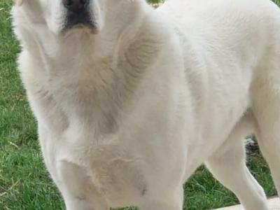 Gorgeous chunky beautiful Labrador puppies