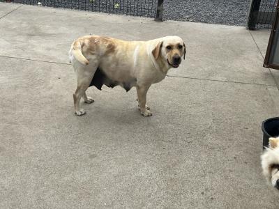 Gorgeous chunky beautiful Labrador puppies
