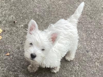 Purebred West Highland Terrier puppies in Wicklow