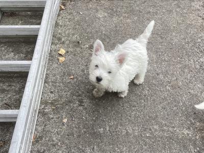 Purebred West Highland Terrier