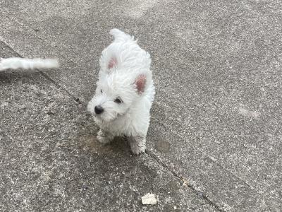 Purebred West Highland Terrier puppies in Wicklow