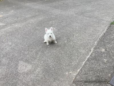 Purebred West Highland Terrier puppies in Wicklow