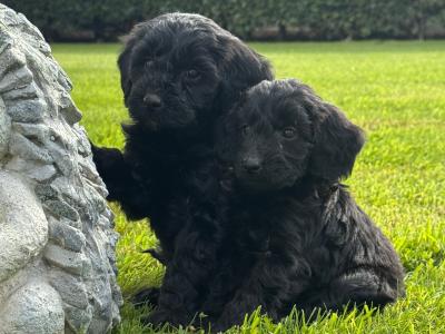 Beautiful Cockapoo puppies