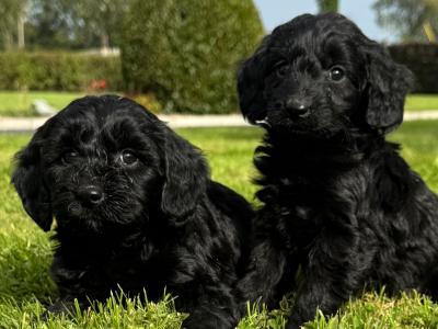 Beautiful Cockapoo puppies in Waterford