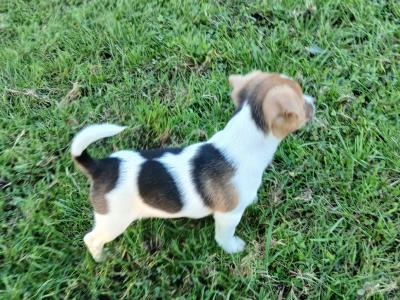 Jack Russell puppies