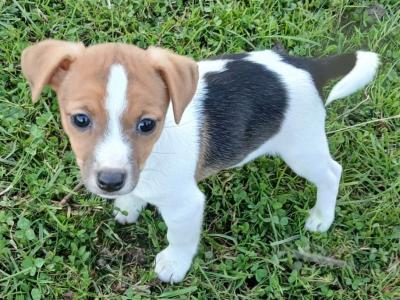 Jack Russell puppies in Offaly
