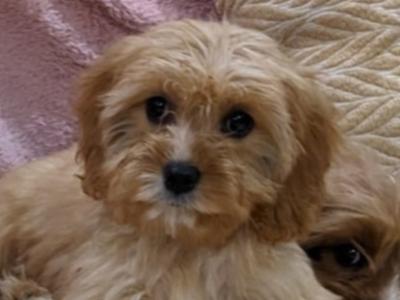 Cavapoo puppies for sale in Carlow