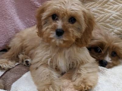 Cavapoos for sale