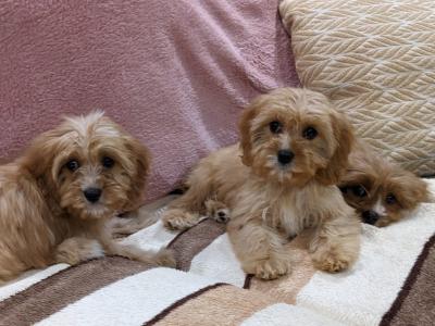 Cavapoos for sale