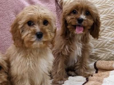 Cavapoos for sale