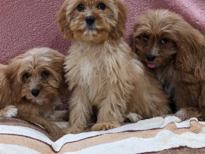 Cavapoos for sale