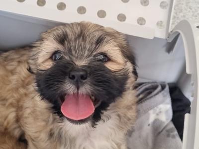 2 Lhasa Apso puppies for sale