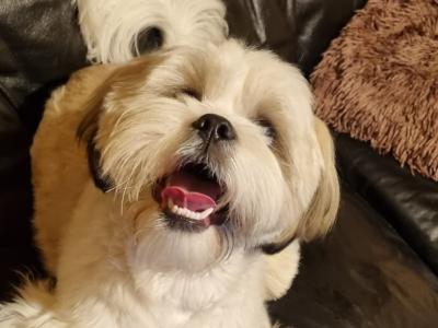 White brown Lhasa Apso puppy for sale in Dublin