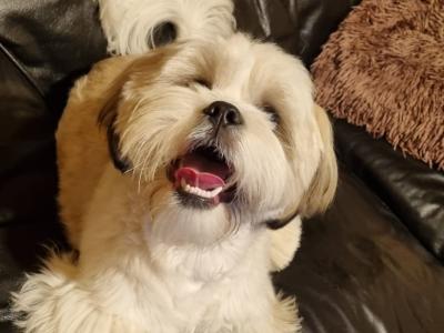 2 Lhasa Apso puppies for sale