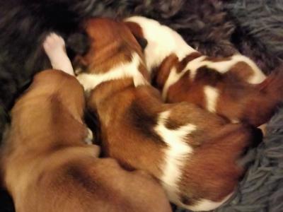 2 Lhasa Apso puppies for sale