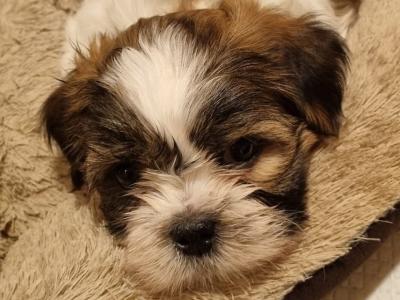 2 Lhasa Apso puppies for sale in Dublin