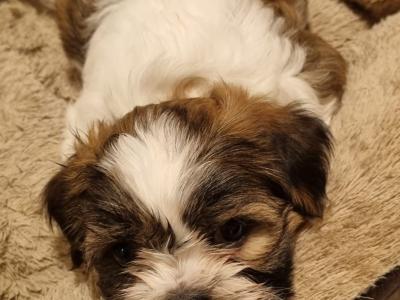 2 Lhasa Apso puppies for sale